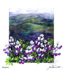  Lupine