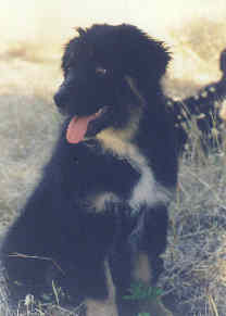 son of K.C.and Aussie