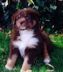 Rosie at 15 weeks