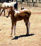 Sunny Foal