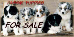 Click here for Puppies FOR SALE