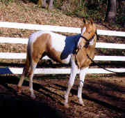 Sunny Foal