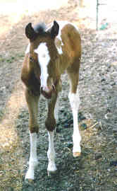 Sunny Foal