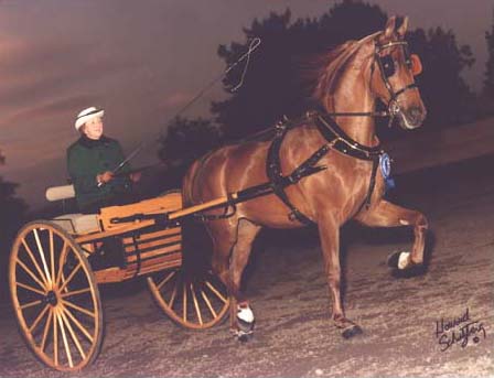 Goria Jones Driving a Carriage with Summer Sundance