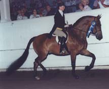 Roy El's Amadeus